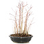 Acer palmatum, 30 cm, ± 6 anni