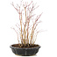 Acer palmatum, 30 cm, ± 6 anni