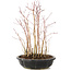 Acer palmatum, 30 cm, ± 6 anni