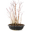 Acer palmatum, 30 cm, ± 6 anni