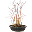 Acer palmatum, 30 cm, ± 6 anni