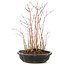 Acer palmatum, 30 cm, ± 6 anni