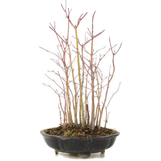 Acer palmatum, 33 cm, ± 6 anni