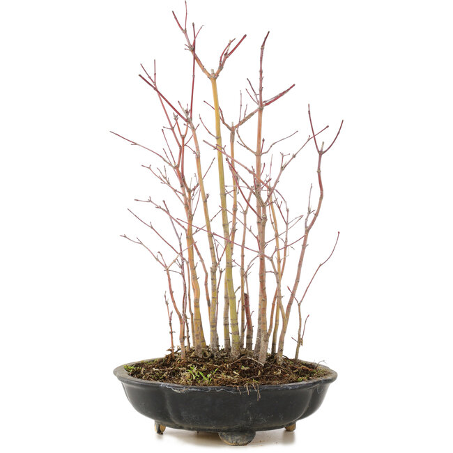 Acer palmatum, 33 cm, ± 6 jaar oud
