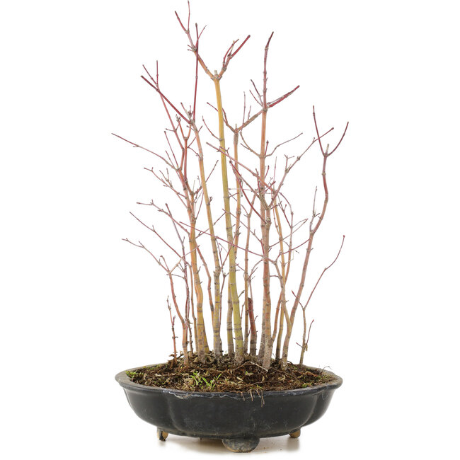 Acer palmatum, 33 cm, ± 6 years old