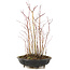 Acer palmatum, 33 cm, ± 6 years old