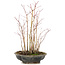 Acer palmatum, 33 cm, ± 6 years old