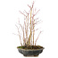 Acer palmatum, 33 cm, ± 6 Jahre alt