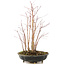 Acer palmatum, 33 cm, ± 6 years old