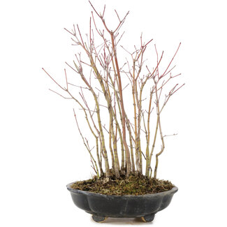 Acer palmatum, 33 cm, ± 6 años