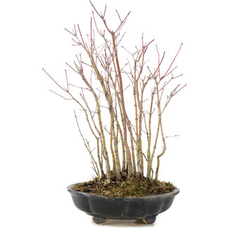 Acer palmatum, 33 cm, ± 6 Jahre alt