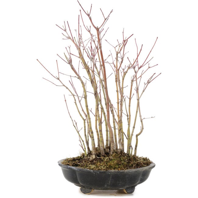 Acer palmatum, 33 cm, ± 6 anni