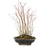 Acer palmatum, 33 cm, ± 6 anni