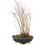 Acer palmatum, 33 cm, ± 6 anni