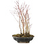 Acer palmatum, 33 cm, ± 6 anni