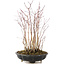 Acer palmatum, 33 cm, ± 6 anni