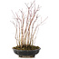 Acer palmatum, 33 cm, ± 6 anni