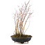 Acer palmatum, 33 cm, ± 6 anni