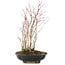 Acer palmatum, 33 cm, ± 6 anni