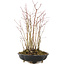 Acer palmatum, 33 cm, ± 6 anni