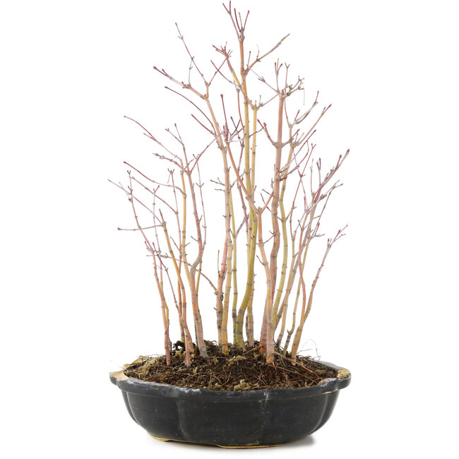 Acer palmatum, 31 cm, ± 6 anni