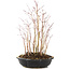 Acer palmatum, 31 cm, ± 6 anni