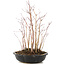 Acer palmatum, 31 cm, ± 6 anni