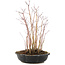 Acer palmatum, 31 cm, ± 6 anni