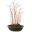 Acer palmatum, 31 cm, ± 6 anni