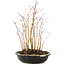 Acer palmatum, 31 cm, ± 6 years old