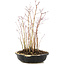 Acer palmatum, 31 cm, ± 6 anni