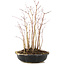 Acer palmatum, 31 cm, ± 6 anni