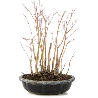 Acer palmatum, 27 cm, ± 6 Jahre alt