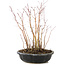 Acer palmatum, 27 cm, ± 6 jaar oud