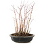 Acer palmatum, 27 cm, ± 6 anni