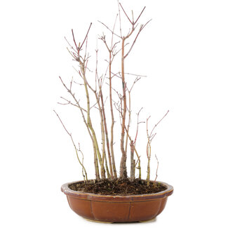 Acer palmatum , 33 cm, ± 6 jaar oud