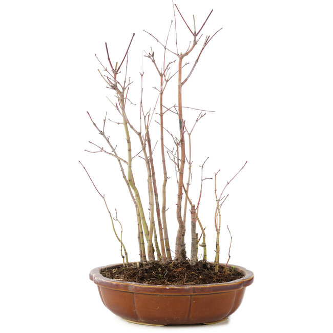 Acer palmatum , 33 cm, ± 6 anni