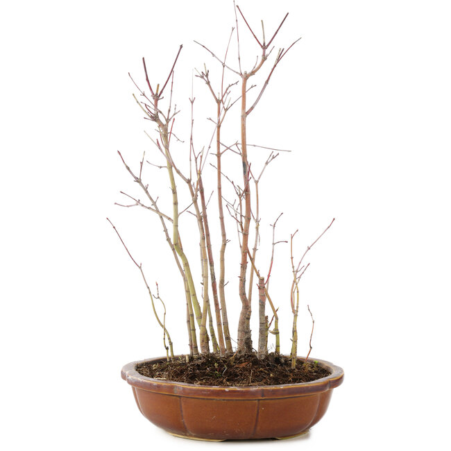 Acer palmatum , 33 cm, ± 6 jaar oud