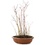 Acer palmatum , 33 cm, ± 6 anni