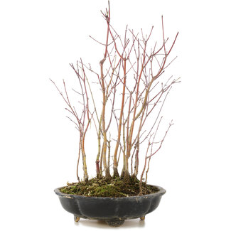 Acer palmatum, 34 cm, ± 6 anni