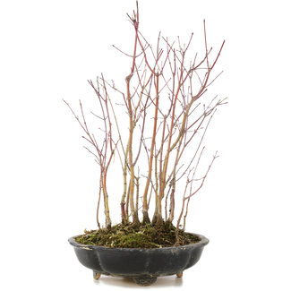 Acer palmatum, 34 cm, ± 6 Jahre alt