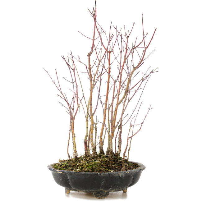 Acer palmatum, 34 cm, ± 6 years old
