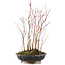 Acer palmatum, 34 cm, ± 6 anni