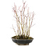 Acer palmatum, 34 cm, ± 6 anni