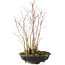 Acer palmatum, 34 cm, ± 6 anni