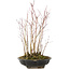 Acer palmatum, 34 cm, ± 6 anni