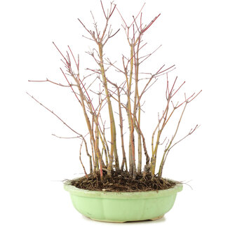 Acer palmatum, 31 cm, ± 6 anni