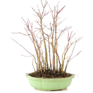 Acer palmatum, 31 cm, ± 6 Jahre alt