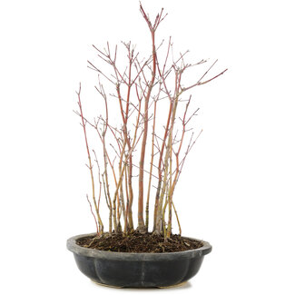 Acer palmatum, 33 cm, ± 6 anni