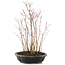 Acer palmatum, 33 cm, ± 6 anni